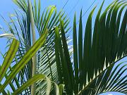 Vona_005