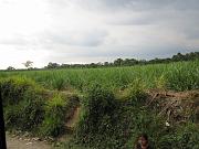 Patricia_081