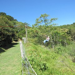 Robin_136